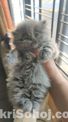 Cpc Persian kitten